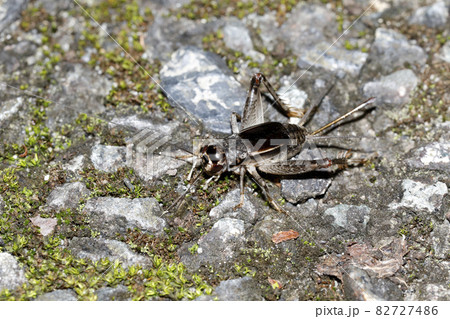 ツヅレサセコオロギ ツヅレサセコオロギ 82727486