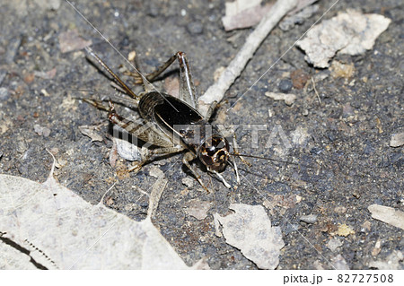 ツヅレサセコオロギ ツヅレサセコオロギ 82727508