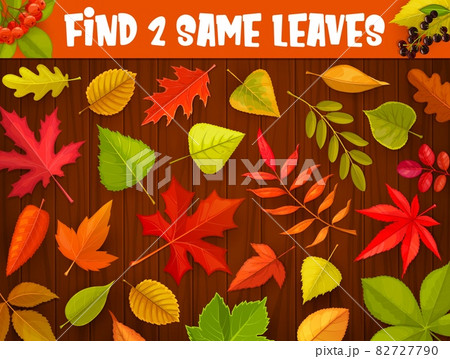 Kids maze game, find two same autumnal leaves, vector tabletop riddle. Find and match correct autumn leaf of oak, maple or rowan, elm or birch and ash tree, kids cartoon board game puzzle 82727790