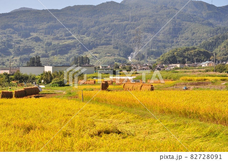 里の稲刈り風景 82728091
