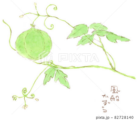 夏〜秋の草花：風船葛（フウセンカズラ）の水彩画イラスト 82728140