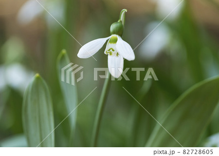 スノードロップ 百合が原公園 スノードロップ 百合が原公園 82728605