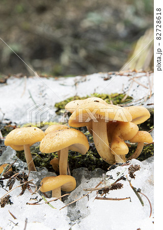 残雪から出たエノキタケ 札幌市 残雪から出たエノキタケ 札幌市 82728618
