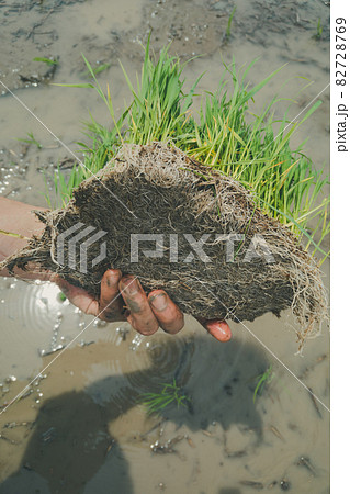 水稲苗の根 82728769