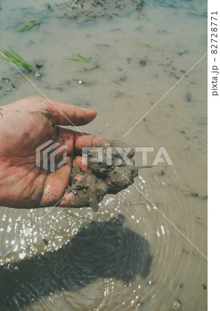 田植えの時の田んぼの土 82728771