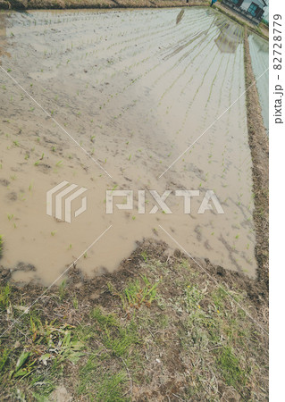 田植え 田植え 82728779