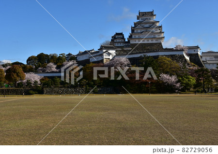 日本の兵庫県の姫路市　世界遺産で国宝でもある姫路城　春の桜と青空と立派な天守閣 82729056