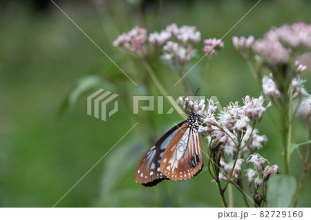 海を渡る蝶アサギマダラは山形の蔵王山の麓にある野草園に咲くフジバカマの上を乱舞する　その生態は未だ謎 82729160