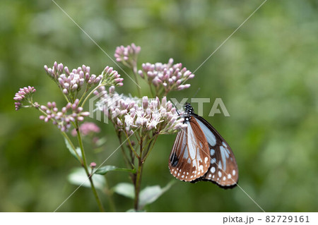 海を渡る蝶アサギマダラは山形の蔵王山の麓にある野草園に咲くフジバカマの上を乱舞する　その生態は未だ謎 82729161