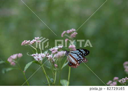 海を渡る蝶アサギマダラは山形の蔵王山の麓にある野草園に咲くフジバカマの上を乱舞する　その生態は未だ謎 82729165