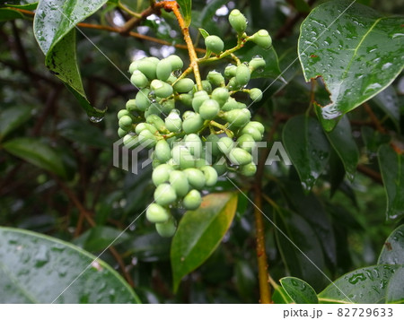 ネズミモチ 82729633