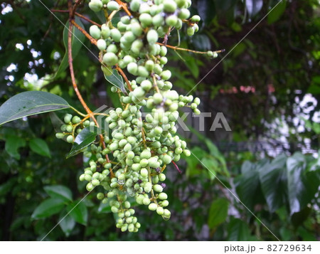 ネズミモチ 82729634