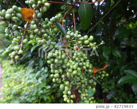 ネズミモチ 82729635