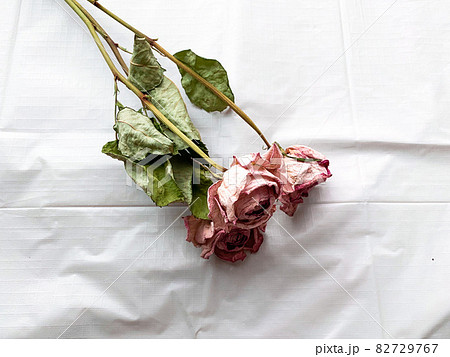 ドライフラワー　バラ　枯れた花　 82729767