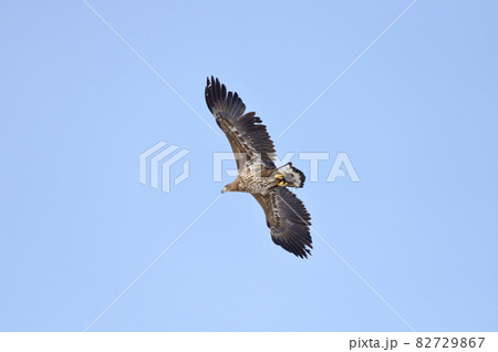 魚をつかんで飛ぶオジロワシの幼鳥(北海道・知床) 魚をつかんで飛ぶオジロワシの幼鳥(北海道・知床) 82729867