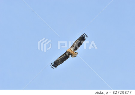 オジロワシの幼鳥の飛翔（北海道・知床） 82729877