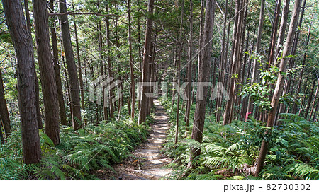 紀伊山地の森の中のハイキングコース 82730302