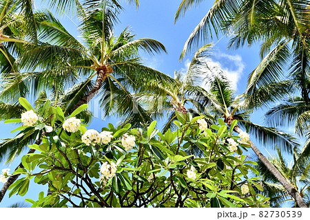 ハワイの休日 82730539