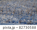 カナダ　雪が積もった原っぱ 82730588