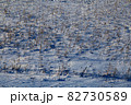 カナダ　雪が積もった原っぱ 82730589