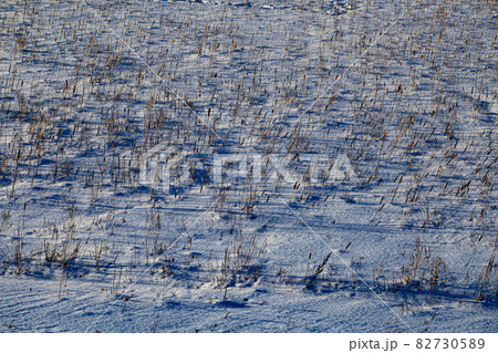 カナダ 雪が積もった原っぱ カナダ 雪が積もった原っぱ 82730589
