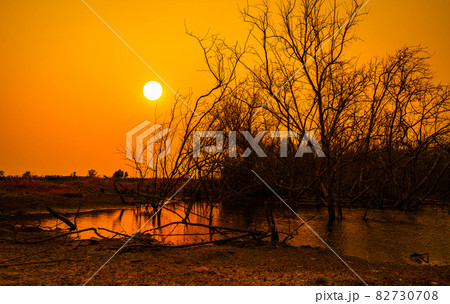 Dead trees in lake and orange sunset sky background. Climate change and drought land. Water crisis. Arid climate. Environment problem. Nature disaster. Nature lanscape. Water crisis of the earth. 82730708