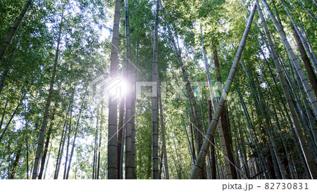世界遺産、熊野古道伊勢路の松本峠道の美しい竹林 82730831
