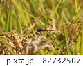 稲穂に赤とんぼ 82732507