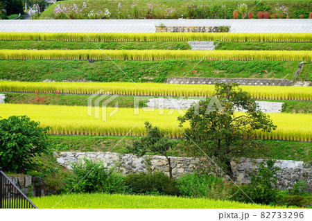 大阪 茨木 高ケ尾山山麓の秋(柿、彼岸花等)の棚田(千提寺、秋) 大阪 茨木 高ケ尾山山麓の秋(柿、彼岸花等)の棚田(千提寺、秋) 82733296