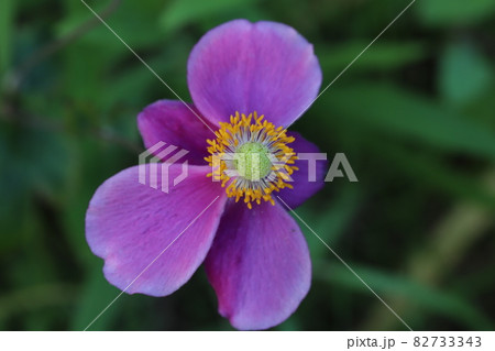 秋の花壇に咲くシュウメイギクのピンク色の花 82733343