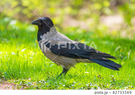 Black crow walks on green lawn. Raven on grass. Wild bird on meadow. 82733569