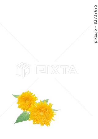 ひまわり　夏　思い出　ゴッホのひまわり　無花粉高性分枝系　向日葵 82733635