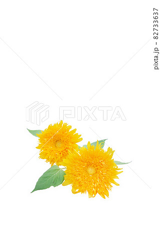 ひまわり 夏 思い出 ゴッホのひまわり 無花粉高性分枝系 向日葵 ひまわり 夏 思い出 ゴッホのひまわり 無花粉高性分枝系 向日葵 82733637