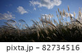 伊豆 逆光のススキ 82734516