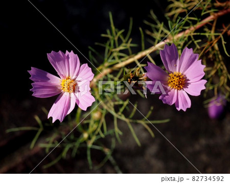 木漏れ日を浴びた二輪のピンクのコスモス 木漏れ日を浴びた二輪のピンクのコスモス 82734592