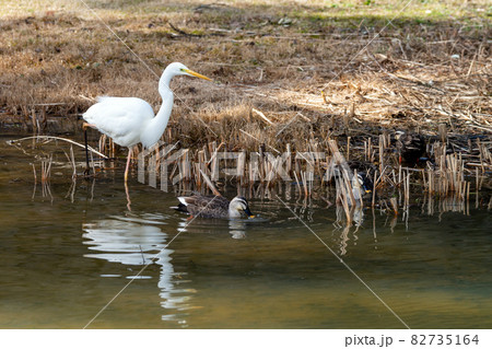 金沢城公園の湿生園に舞い降りた白鷺 金沢城公園の湿生園に舞い降りた白鷺 82735164