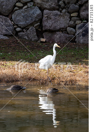 金沢城公園の湿生園に舞い降りた白鷺 金沢城公園の湿生園に舞い降りた白鷺 82735165