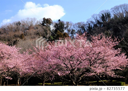 冬木立の丘と白い雲を背景に咲く河津桜 【相模原市大島 2月】 冬木立の丘と白い雲を背景に咲く河津桜 【相模原市大島 2月】 82735577