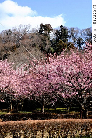 冬木立の丘と白い雲を背景に咲く河津桜 【相模原市大島 2月】 冬木立の丘と白い雲を背景に咲く河津桜 【相模原市大島 2月】 82735578