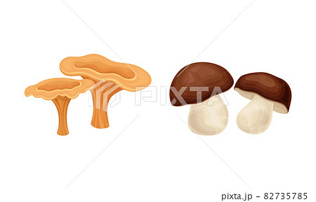 Edible mushrooms species set. Chanterelle and porcini mushroom vector illustration 82735785
