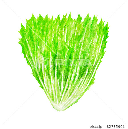 水菜の水彩イラスト 水菜の水彩イラスト 82735901