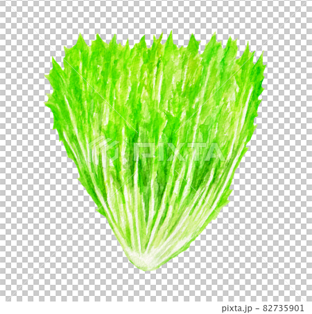 水菜の水彩イラスト 水菜の水彩イラスト 82735901