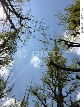 銀杏並木 82736236