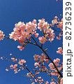 桜 82736239