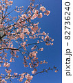 桜 82736240
