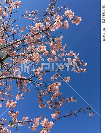 桜 82736240