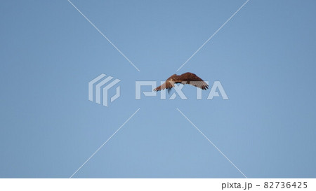 Kestrel 82736425