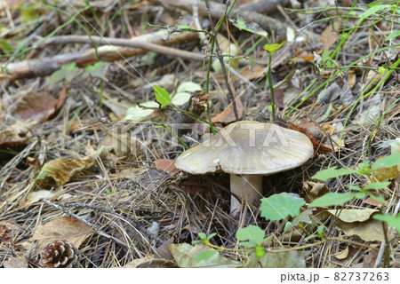 ウラベニホテイシメジ ウラベニホテイシメジ 82737263