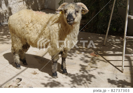 【ヨルダン】ザルカ、中庭で立ちすくむ犠牲際のための羊 【ヨルダン】ザルカ、中庭で立ちすくむ犠牲際のための羊 82737303