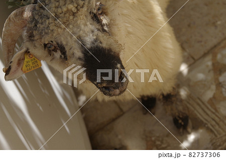 【ヨルダン】ザルカ、中庭で立ちすくむ犠牲際のための羊の顔 82737306